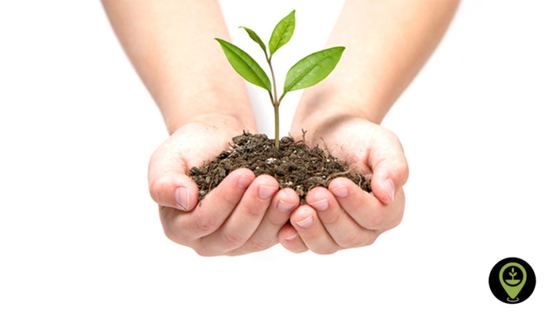Why Tree Gifting is the Next Cool Trend  EcoMatcher