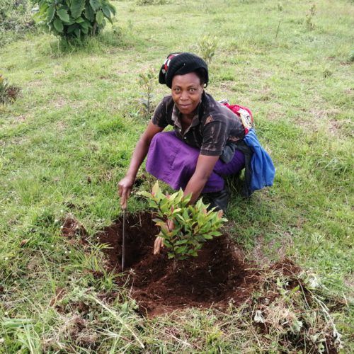 Trees for Kenya - EcoMatcher