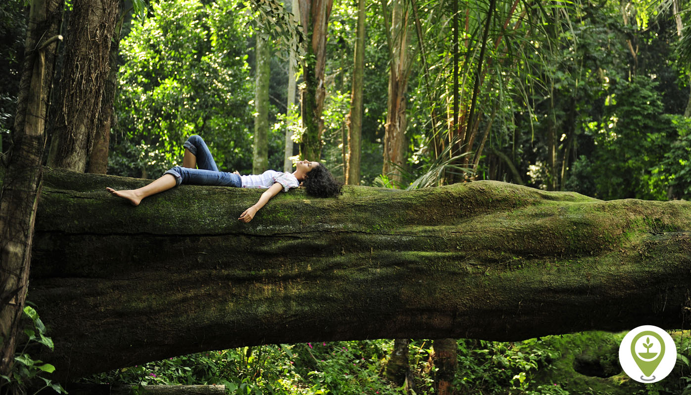 The Art of Forest Bathing