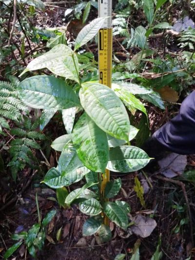 Ecosperity Trees - Image 2