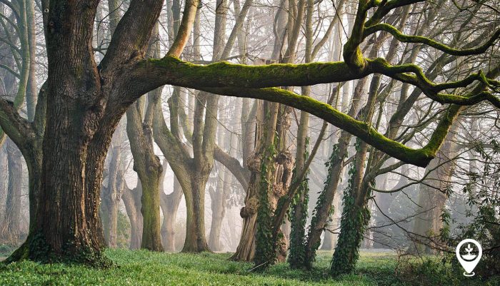 Everything You Need to Know About the Types of Trees - EcoMatcher