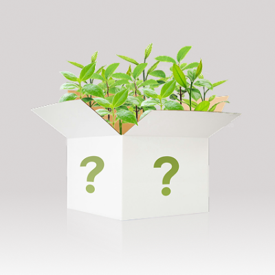 Mystery Trees